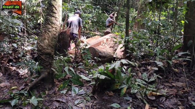 lihat skill orang dayak ini , pembuatan papan menggunakan chainsaw || NIKO SILEN 5800 смотреть онлайн
