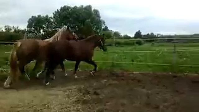 Фламандские лошади, кобылы! смотреть онлайн