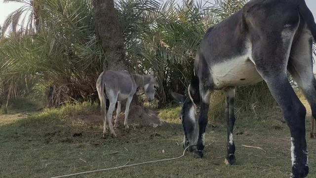 my lovely animals eating grass in the field park nice view смотреть онлайн