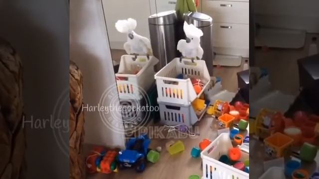 Забавный Какаду смотреть онлайн