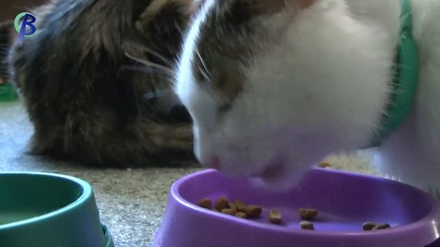 Котодом "Мяутка" (В связке-юниор №8) смотреть онлайн