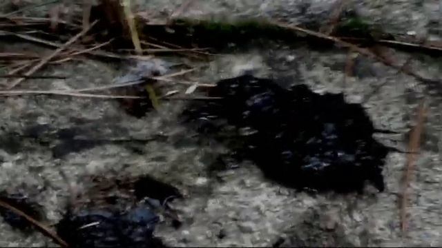 Dinosaur Runner 6, Allosaurus Attack. смотреть онлайн
