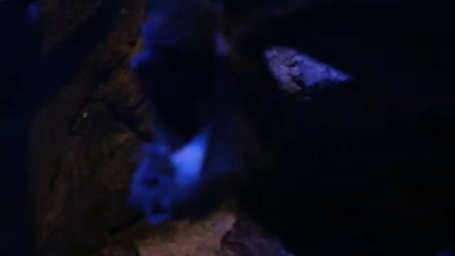 Летучие мыши