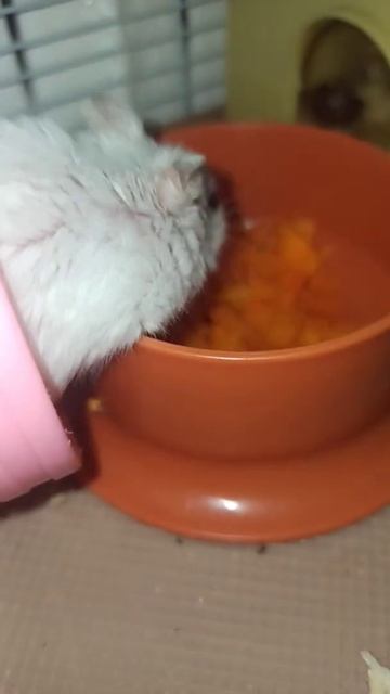 Иногда можно побаловать#тыква#животные#люблю#хомяк#hamster#pumpkin#топ#рек#рекомендации#тт#пп#утро смотреть онлайн