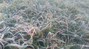 И́зморозь  вид атмосферных осадков, представляет собой кристаллические или зернистые отложения льда