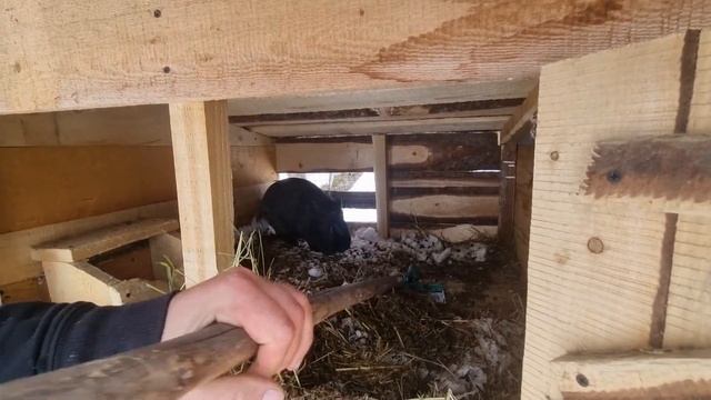 Весна пришла... чищу кроликов и не много о сексе) смотреть онлайн