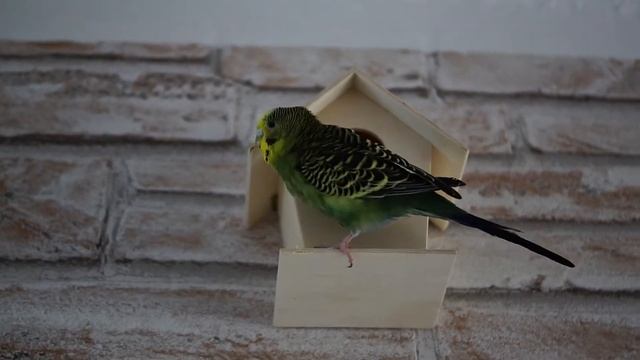 жирдяйчик смотреть онлайн