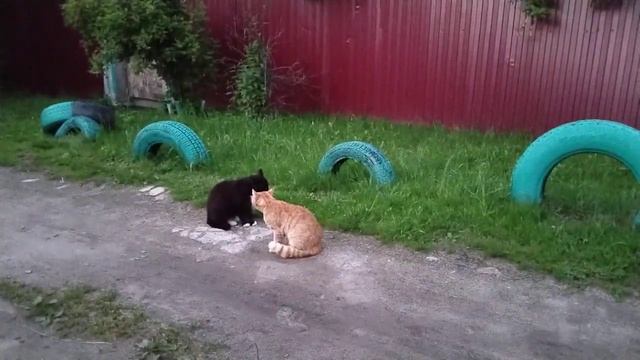 Вечерний разговор! смотреть онлайн