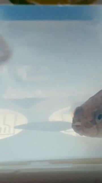 ротан и верховка в аквариуме #лайки #рыбалка2023 #fishing #ловим_рыбу смотреть онлайн