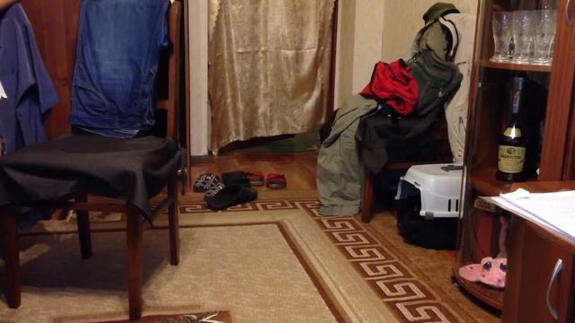 Кот носит мяч