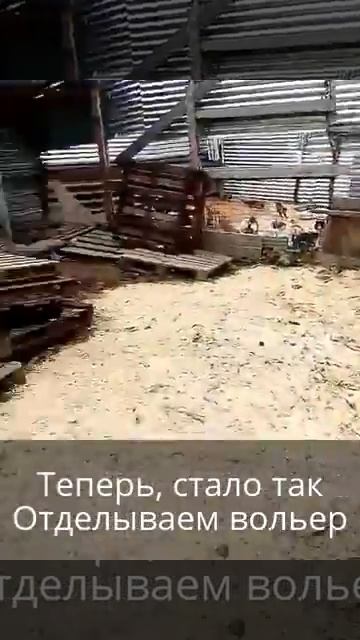 Мы начали обустройство вольера для кошек и собак! смотреть онлайн