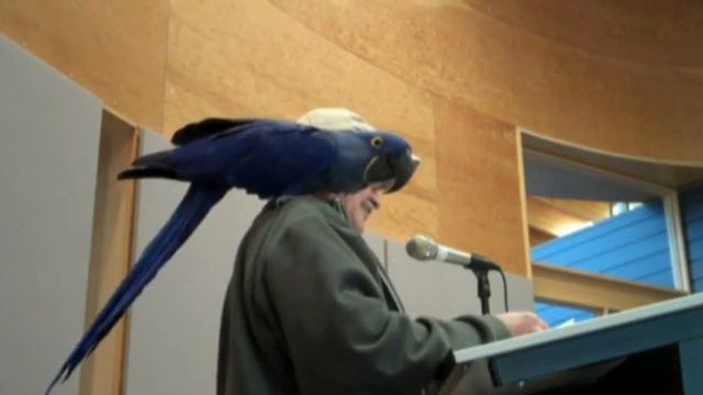 Blue Tara; Or, How Is a Hyacinth Macaw Parrot Like a Tibetan Goddess? смотреть онлайн