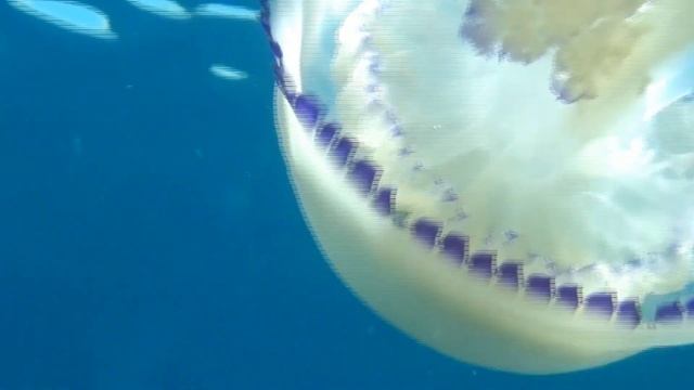 Rhizostoma pulmo смотреть онлайн