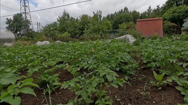 УБИЙСТВО...Колорадских ЖУКОВ смотреть онлайн