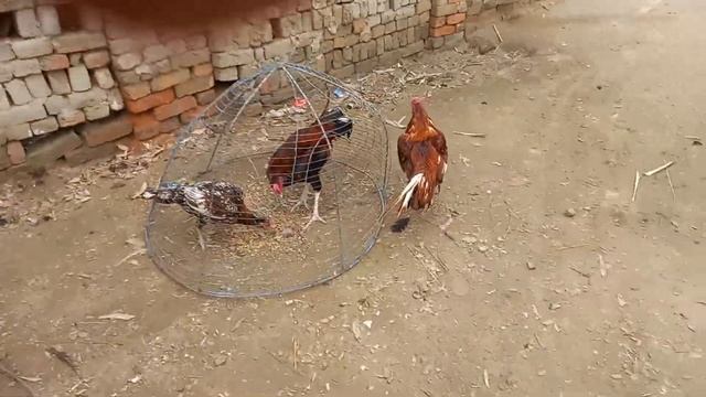 aseel murga peela sarga. rooster breeder peela смотреть онлайн