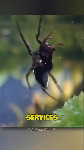 Why I love this spider??#facts смотреть онлайн