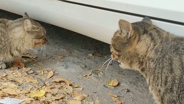 Կատուների զրույցը кошачий разговор cat talk (Archive: 25.10.2020) смотреть онлайн