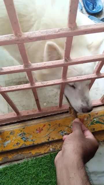 Dog vs Fried fish 🤣 #shorts #food #viralshorts смотреть онлайн