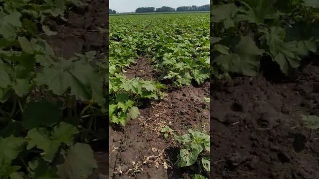Гарбуз цвіте смотреть онлайн