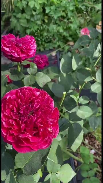 Роза Графиня фон Хартенберг