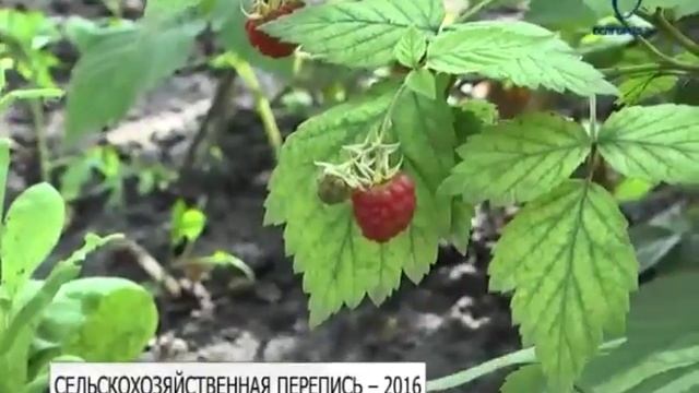 Всероссийская сельскохозяйственная перепись стартовала смотреть онлайн