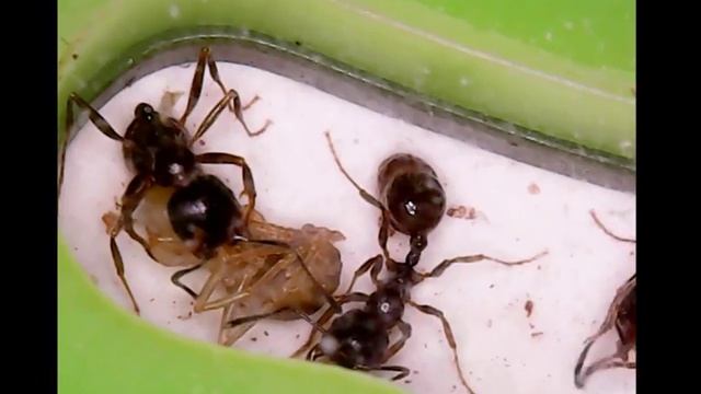 Колония муравьев