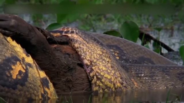 анаконда смотреть онлайн