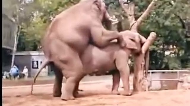 Sexe , Elephant Fucks Hard
