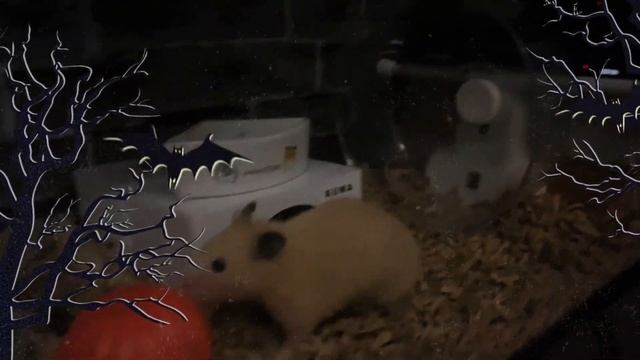 【閲覧注意】貞子も登場する ハロウィンパーティー AM4:00の ゴールデンハムスター & ジャンガリアンハムスター смотреть онлайн
