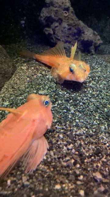 まったりするおさかなさん／沼津港深海水族館［YouTube水族館］#ベニテグリ #深海魚 #まったり смотреть онлайн