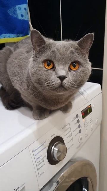 СТИРАЛЬЩИК смотреть онлайн