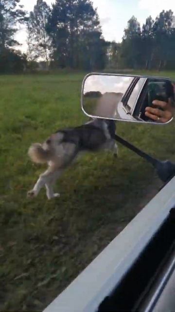 Треним. Бежит 40 км в час. смотреть онлайн