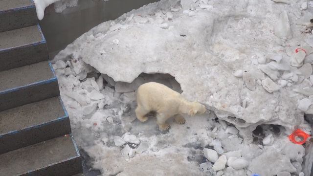 В окно берлоги медвежата так и не смогли пролезть. 30.03.2024