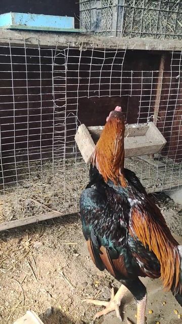 литой на племя на этот год купленный в своё время за 1200$ , его достижениях 7-8 победы3500$и4500$