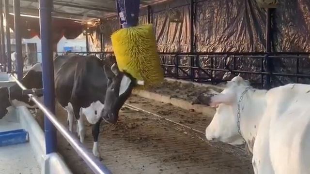 Melasty Milking Machinery +79615487449 +79618405930 fjbgroupgeneraldirector@mail.ru смотреть онлайн