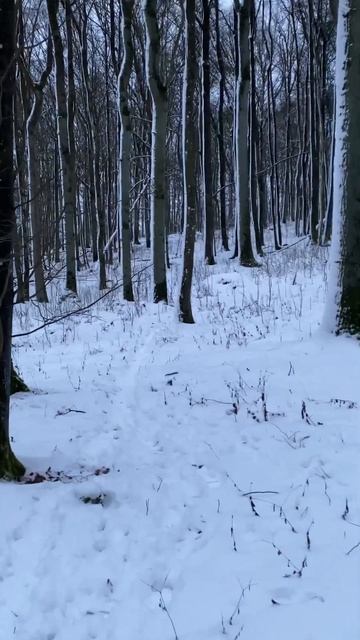 Снова встретили косуль 😅 #phonk #music #speedup #shortvideo #germany #agriculture #ukraine # смотреть онлайн