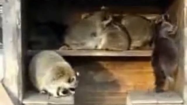 веселое видио про енотов смотреть онлайн