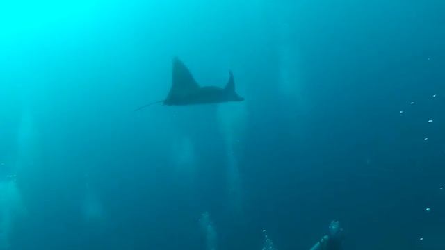 Манты 8 смотреть онлайн