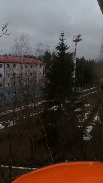 Сезонная обрезка деревьев