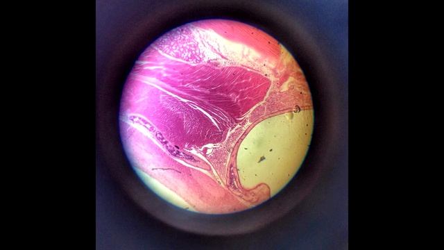 Мой выбор моя профессия смотреть онлайн