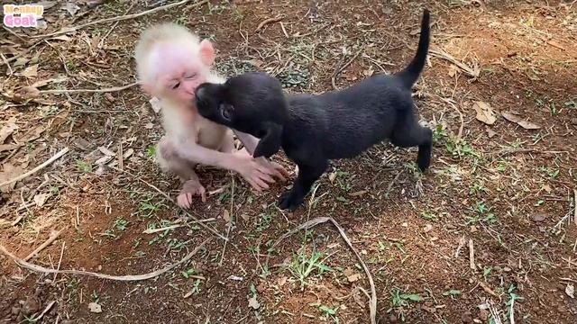Cute Baby Monkey Relax And Fun Play With Puppy