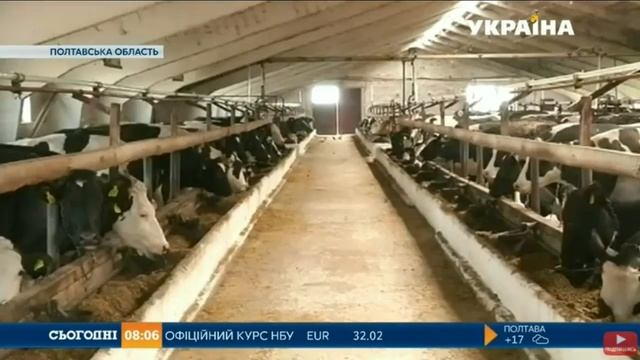 Мосійчук: Наше завдання - повернути корову в українське село смотреть онлайн