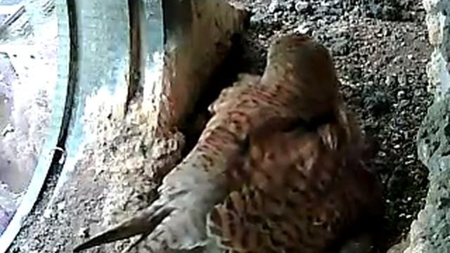 Кормёжка и ощипывание добычи_4 смотреть онлайн