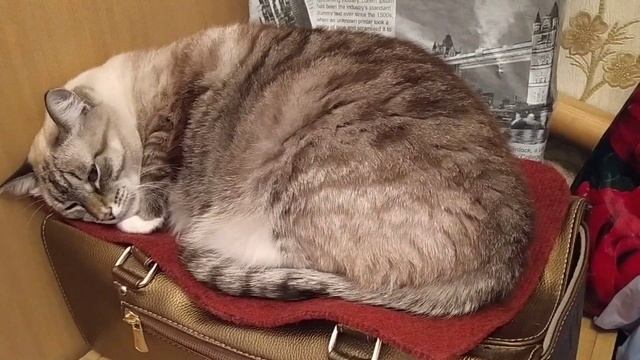 Тотальное ущемление Беляшика смотреть онлайн