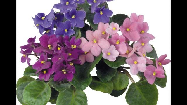 Das Veilchen KV 476　すみれ・バス（MIDI） смотреть онлайн