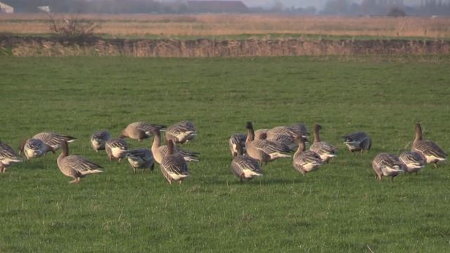 Oie à bec court (Anser brachyrhynchus) Pink-footed Goose смотреть онлайн