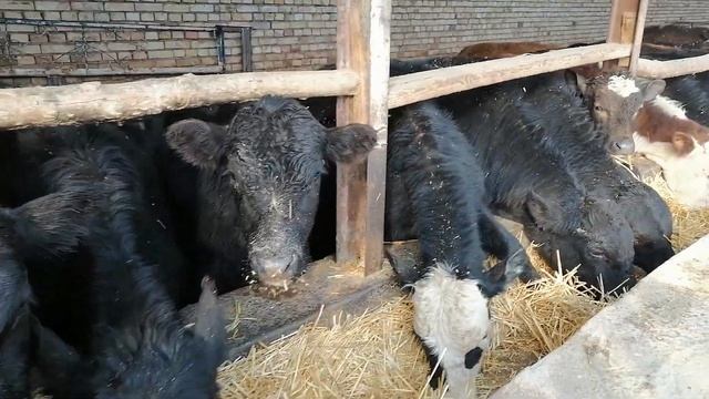 Angus no'vvoslar keldi +998990670110 +998936470105 смотреть онлайн