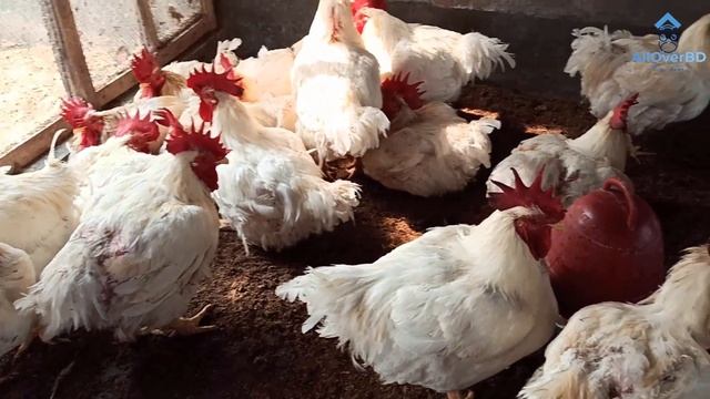 8 kg Broiler Chicken | Broiler Chicken Farming in Bangladesh | Broiler Chicken Show. Part-4 смотреть онлайн