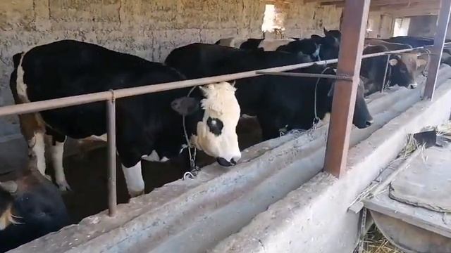 Бык Бука Корова Быков Отправили быка на мясо смотреть онлайн