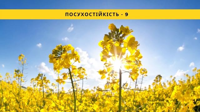 Озимый рапс ПХ128 🌾, описание гибрида 🌾 - семена в Украине/Озимий ріпак ПХ128 🌾 , опис гібрида смотреть онлайн
